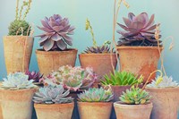 Succulent Window IV Fine Art Print