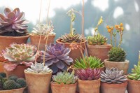Succulents in Terracotta Pots II Fine Art Print