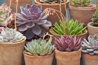 Succulents in Terracotta Pots III Fine Art Print