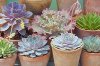 Succulents in Terracotta Pots IV Fine Art Print