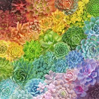 Rainbow Succulents Fine Art Print