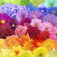 Rainbow Flowers Fine Art Print