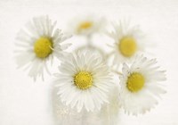 Daisies Fine Art Print