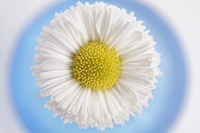 Daisy in Blue Vase Fine Art Print