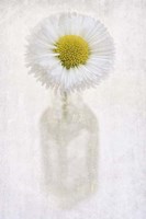 Daisy in Little Bottle Fine Art Print
