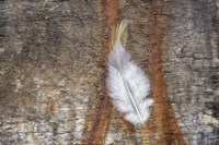 Downy Feather Fine Art Print