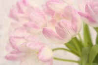 Dreamy Tulips Fine Art Print
