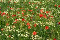 Flower Field with Poppies Fine Art Print