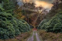 Forest Sunset Fine Art Print