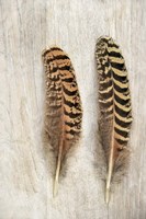 Pheasant Feathers Fine Art Print