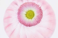 Pink Daisy Fine Art Print