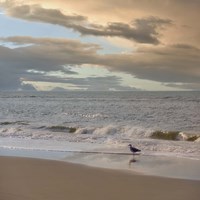 Seagull on Beach Fine Art Print