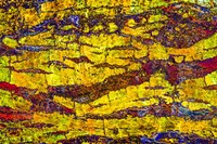 Colorful Bark 1 Fine Art Print