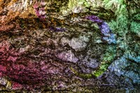 Colorful Bark 15 Fine Art Print