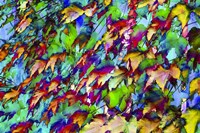 Colorful Foliage 10 Fine Art Print