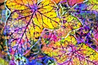 Rainbow Colors 2 Fine Art Print