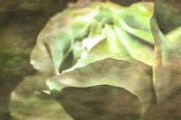 Roses on Canvas 21 Fine Art Print