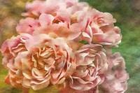 Roses on Canvas 25 Fine Art Print