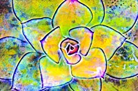 Succulent Dressed in Rainbow Colors 4 Fine Art Print