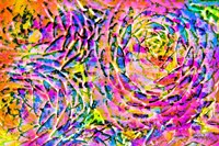 Succulent Dressed in Rainbow Colors 14 Fine Art Print