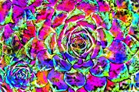 Succulent Dressed in Rainbow Colors 27 Fine Art Print