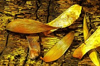 Nature in Yellow Tones 6 Fine Art Print