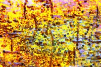 Playful Laugh 1 Fine Art Print