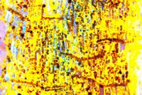 Playful Laugh 18 Fine Art Print