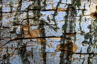 Restless Age 12 Fine Art Print