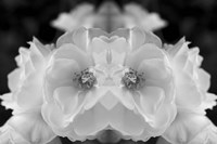 Twin Rose 1 Fine Art Print