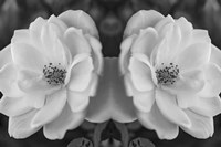 Twin Rose 26 Fine Art Print