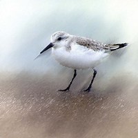 Sand Piper B Fine Art Print