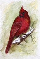 Cardinal On Snowy Branch Fine Art Print