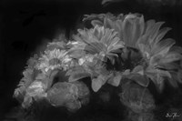 Pedals Of White Fine Art Print