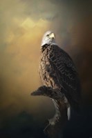 Eagle On The Levy Fine Art Print