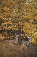 Whitetails In Autumn Fine Art Print