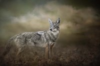 Before The Storm Fine Art Print