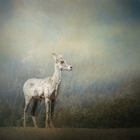 Colorado Mountain Goat Fine Art Print