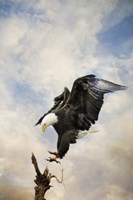 Coming Down To Earth Fine Art Print