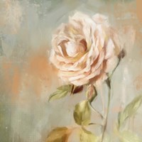 Cottage Rose Fine Art Print