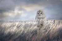 Field Seeker Fine Art Print