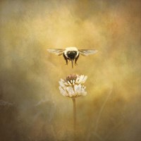 Seeking The Prize Fine Art Print