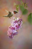 Tiny Miracle Fine Art Print