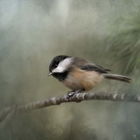 Tiny One Fine Art Print