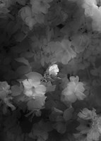 Bower Fine Art Print