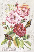 Summer Rose Postcard A Fine Art Print