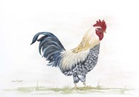 Rooster In Watercolor Fine Art Print