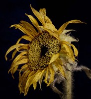 Dried Sunflower 2 Fine Art Print
