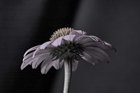 Echnachia 2 Fine Art Print