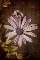 Gerber Daisy 3 Fine Art Print